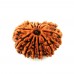 12 (Twelve) Mukhi Rudraksha - Nepal