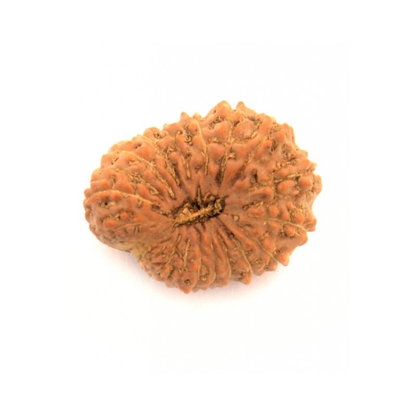 21 (Twenty One) Mukhi Rudraksha - Java