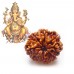 8 (Eight) Mukhi Rudraksha