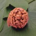 Shree Ganesh Rudraksha from Nepal