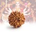 9 (Nine) Mukhi Rudraksha