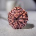 Nine Mukhi Rudraksha From Java Indonesia - 14 mm