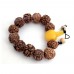 Dwadashi Shakti Five Mukhi Rudra Rudraksha Adjustable Bracelet