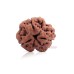 Three Mukhi Nepal Rudraksha with OM Symbol