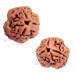 Three Mukhi Nepal Rudraksha with OM Symbol