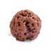 Three Mukhi Nepal Rudraksha with OM Symbol