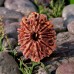 Twelve (12) Mukhi Collector Rudraksha from Nepal - I