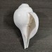 Flower Carving Natural Blowing Shankha - 6.25 Inches