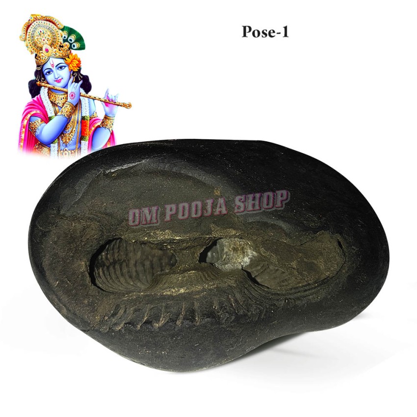 Krishna Shaligram Stone Shila - Big Size