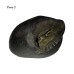 Krishna Shaligram Stone Shila - Big Size