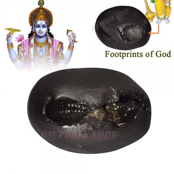 Buy Original Shaligrams Shila Stone Vishnu Shila